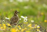 European golden plover