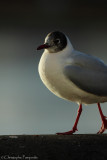 Common black-headed gull