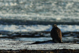 Gyr falcon