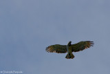 Short-toed snake eagle