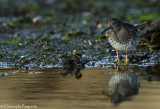 Purple sandpiper