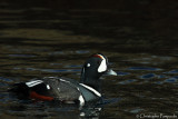 Harlequin duck