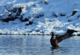 Harlequin duck