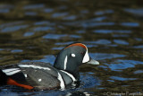 Harlequin duck