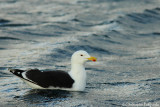 Great black-backed gull