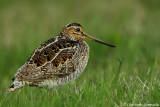 Common snipe