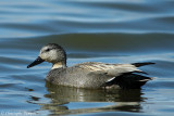 Gadwall