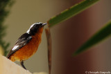 Moussiers redstart