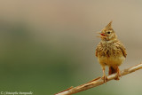 Crested lark