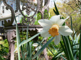 Daffodil in our garden