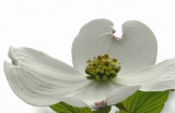 Dogwood flower