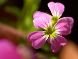 2009-06-18 Flowers