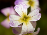 Flowers in June