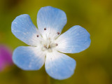 2009-07-12 Blue flower
