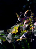 2007-10-26 Leaves