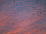 Afternoon sky with birds
