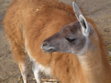 2008-03-26 Lama