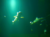 2008-05-03 Sharks