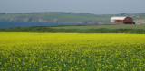 Field of Gold - Kinsale.jpg