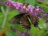 Eastern Tiger Swallowtail-female dk form