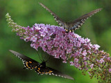 Pipevine Swallowtail & Eastern Tiger Swallowtail-female dk form