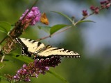 Eastern Tiger Swallowtail - Male