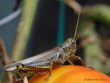 Differential Grasshopper