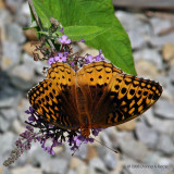 Great Spangled Fritillary Butterfly