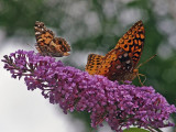 American Lady and Fritillary Butterfly