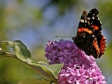 Red Admiral Butterfly