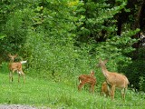 Queenie and her two fawns