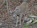 A new six point Buck appears