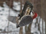 Male Red-Bellied Woodpecker and Carolina Chickadee