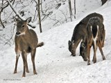 Queenie and her youngsters