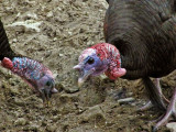 WV  Wild Turkeys 2008 ~ Olympus SP-560