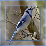 Eastern Bluejay