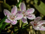 Spring Beauties