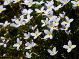 Bluets