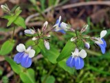 Blue-eyed Mary