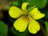 Downy Yellow Violet