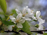 More Apple Blossoms