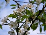 The last of the Apple Blossoms...