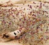 Desert Still Life (CA)