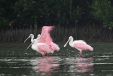 I finally got to Little Estero Lagoon to photograph birds, incl. Floridas special birds (spoonbills)