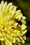 Bumble Bee Flower