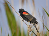 Red-winged Blackbird