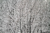 Winter Abstract