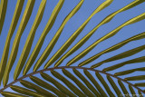 Palm Fan