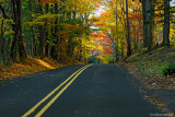 Tree Lined Road