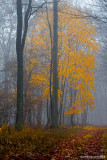 Yellow Tree In Fog